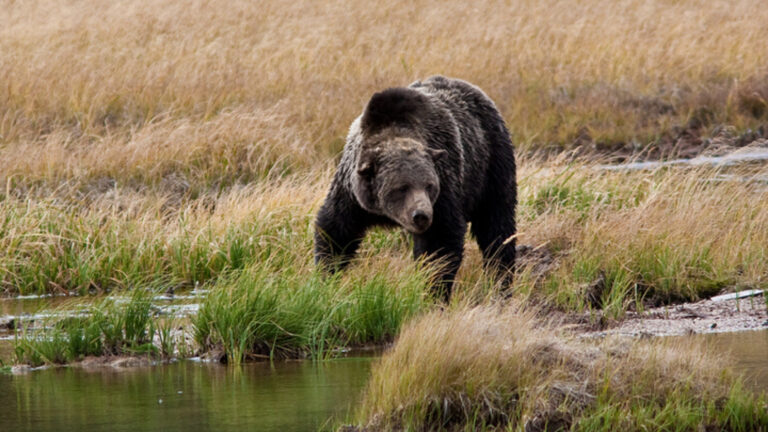 Best Places To See Wildlife In Yellowstone